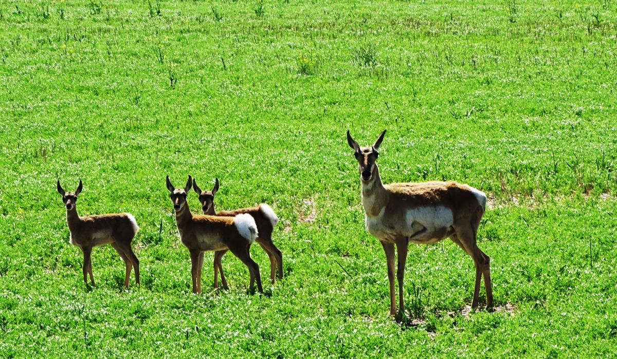 Pronghorn triplet