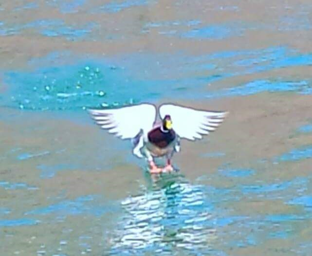 Angel Mallard - on Lake Havasu, Arizona