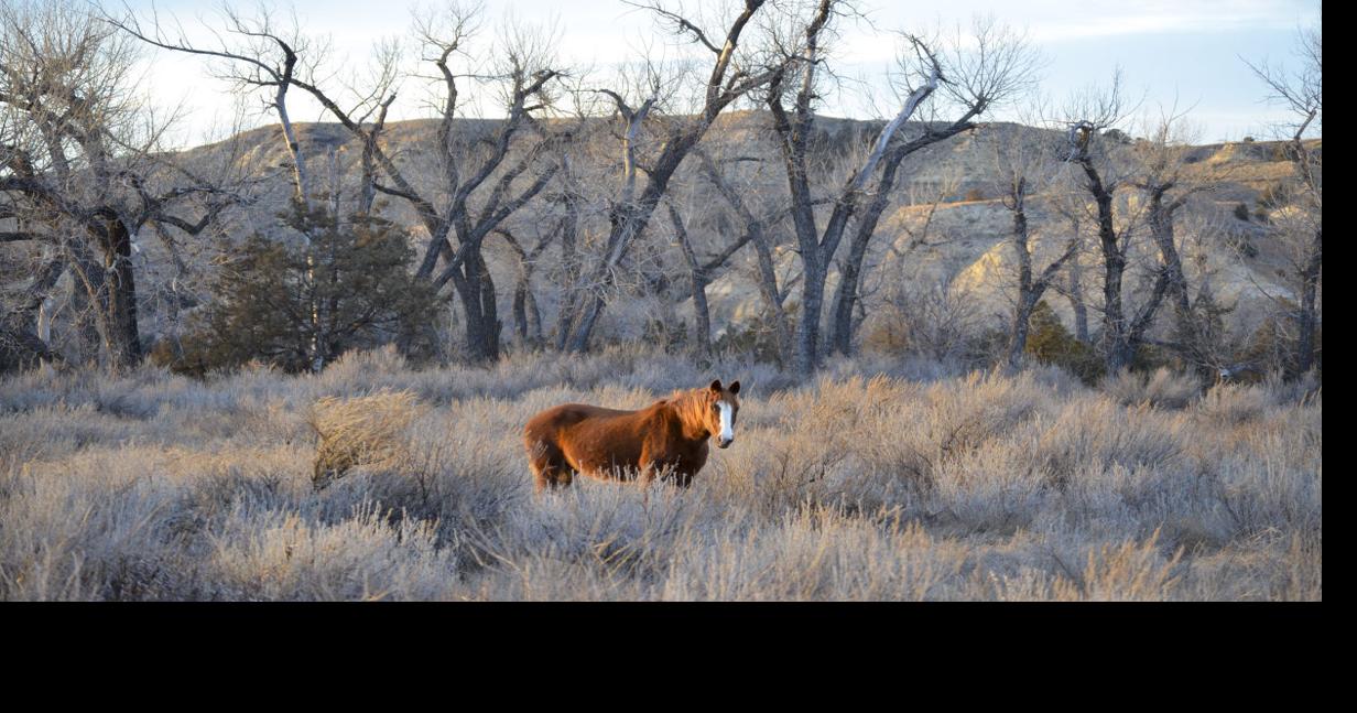 Theodore Roosevelt National Park wild horses bill passes Senate