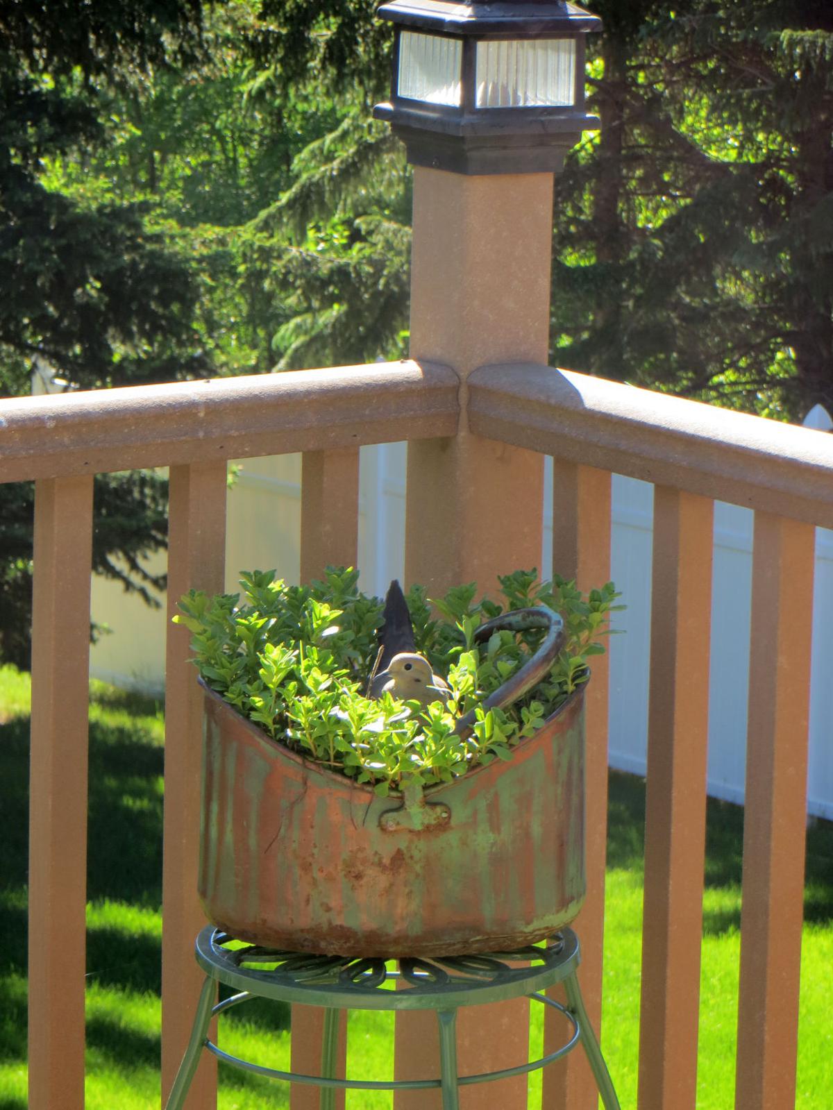 Mourning Dove Nesting Pair on Deck
