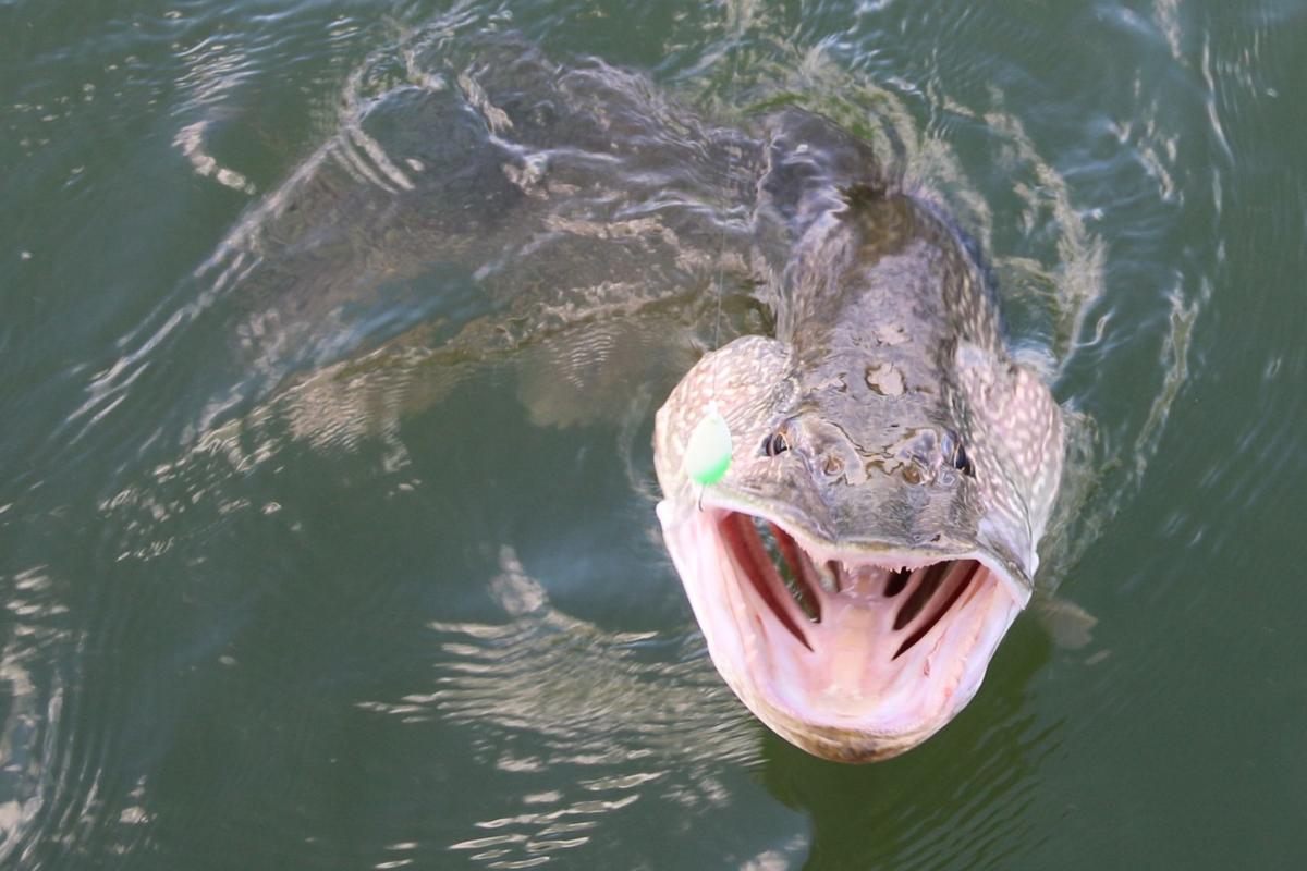 A Northern Pike