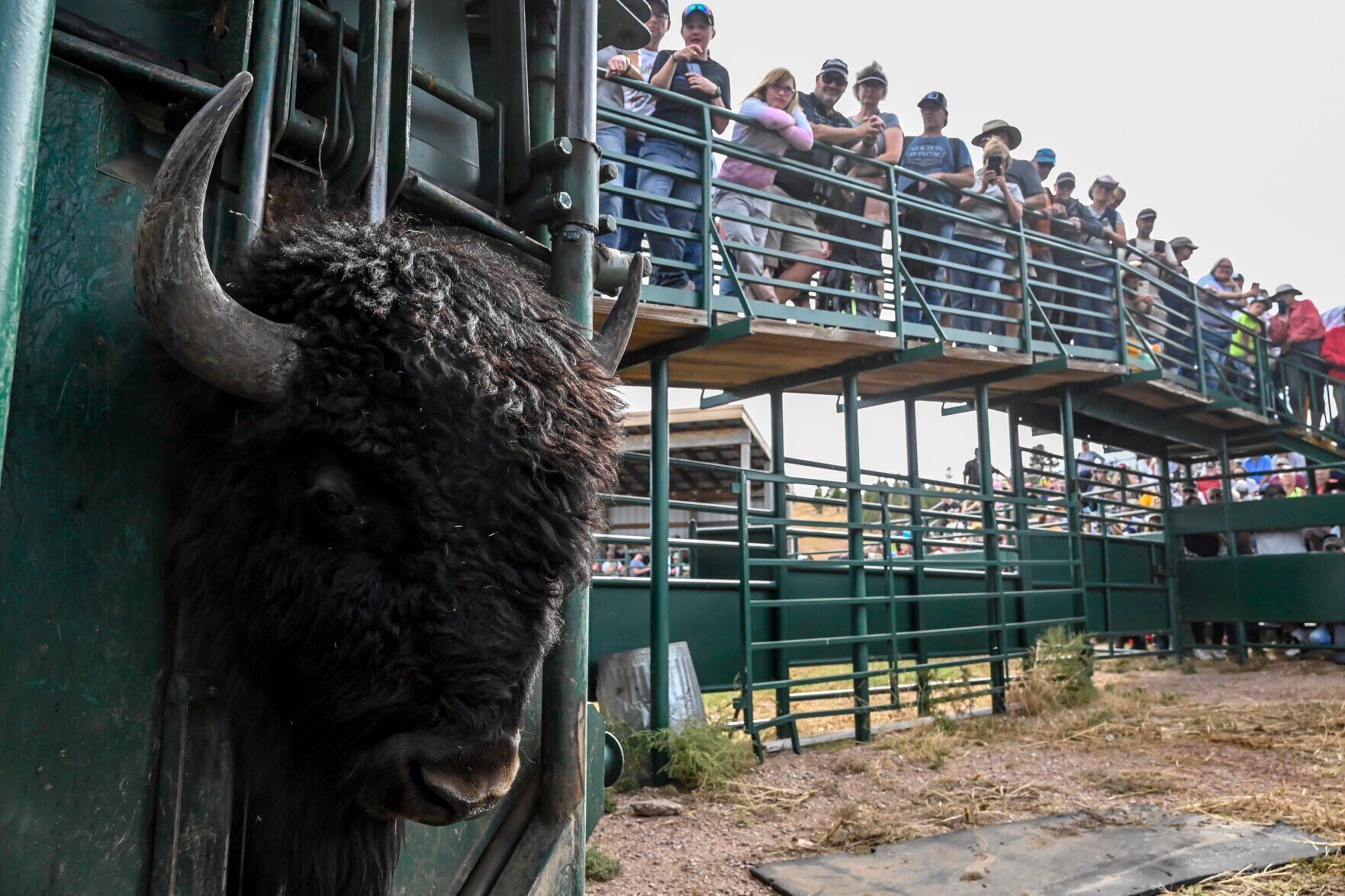 What to know before attending the 2023 Custer State Park Buffalo Roundup