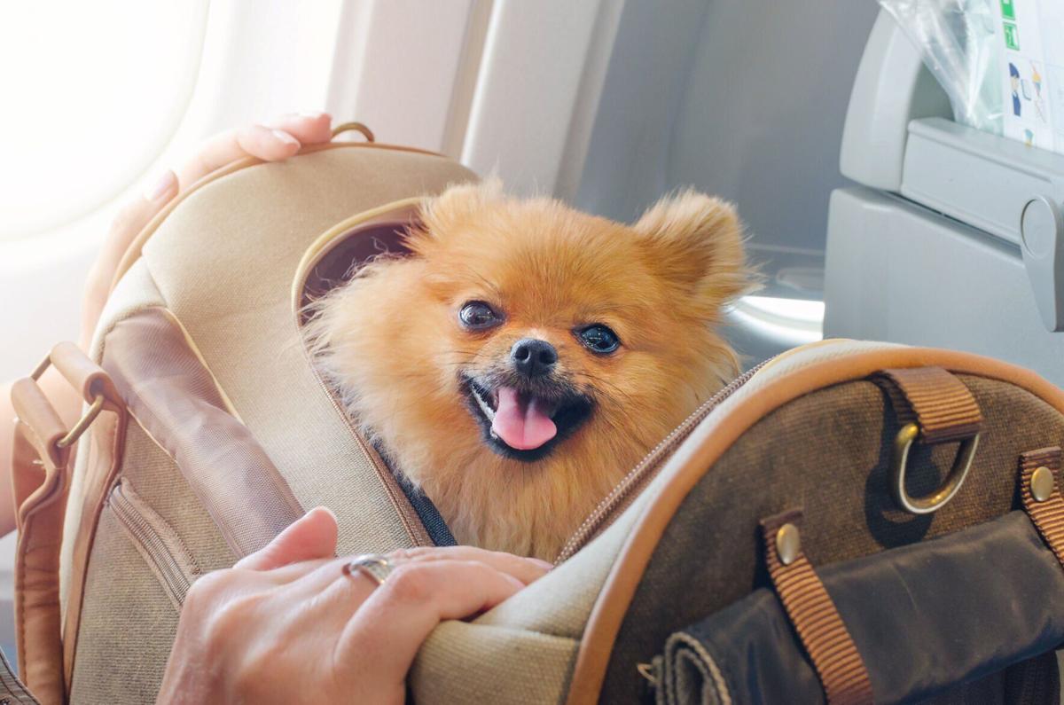 When fur flies!  Top tips for stress-free flying with your pet - Image