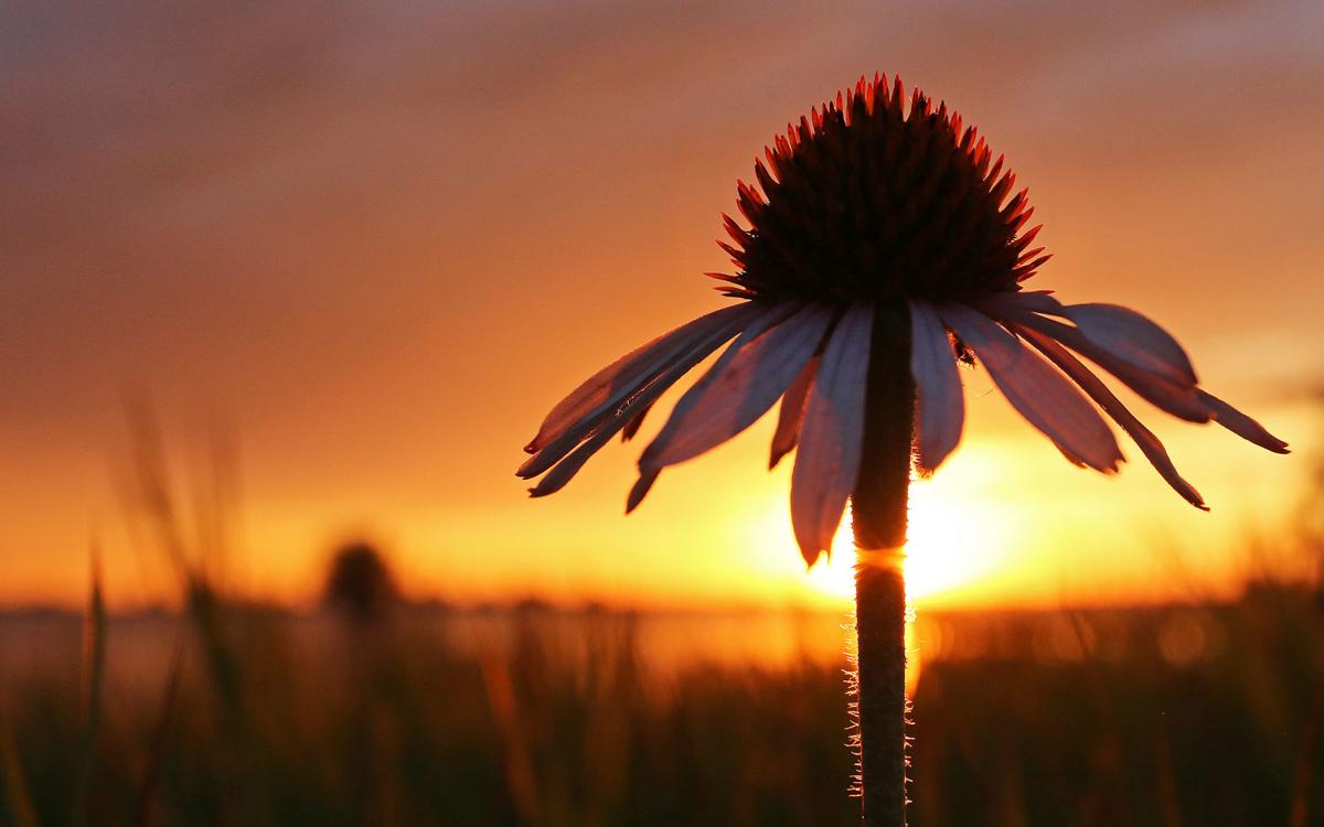 flower1.jpg
