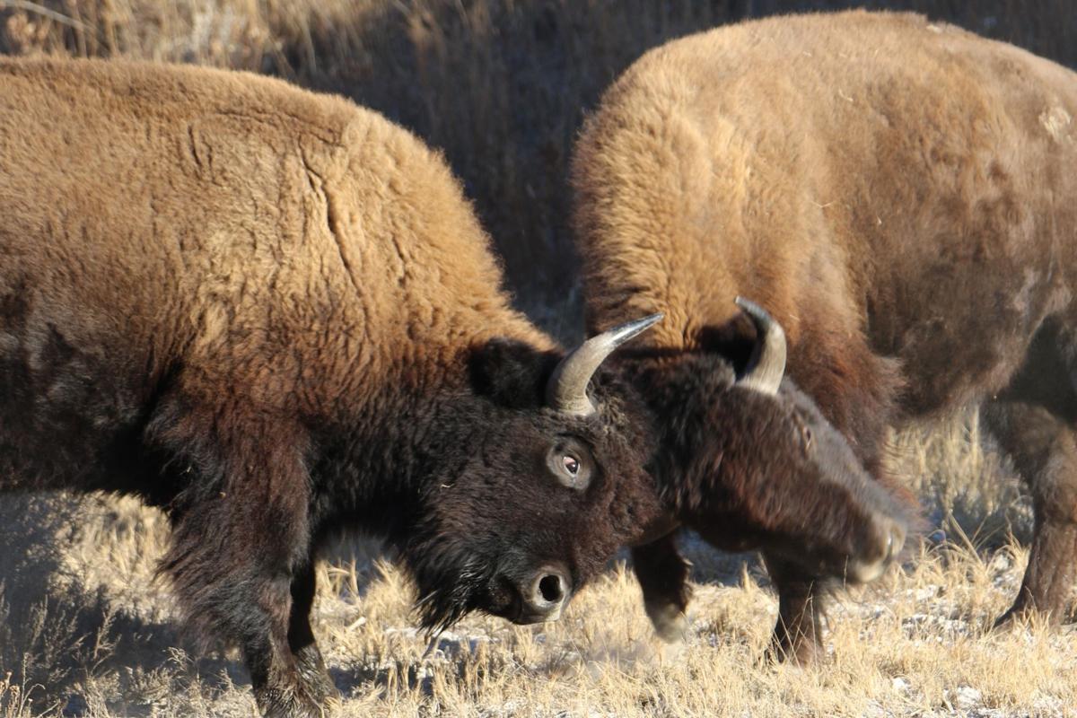 A Bison Fight