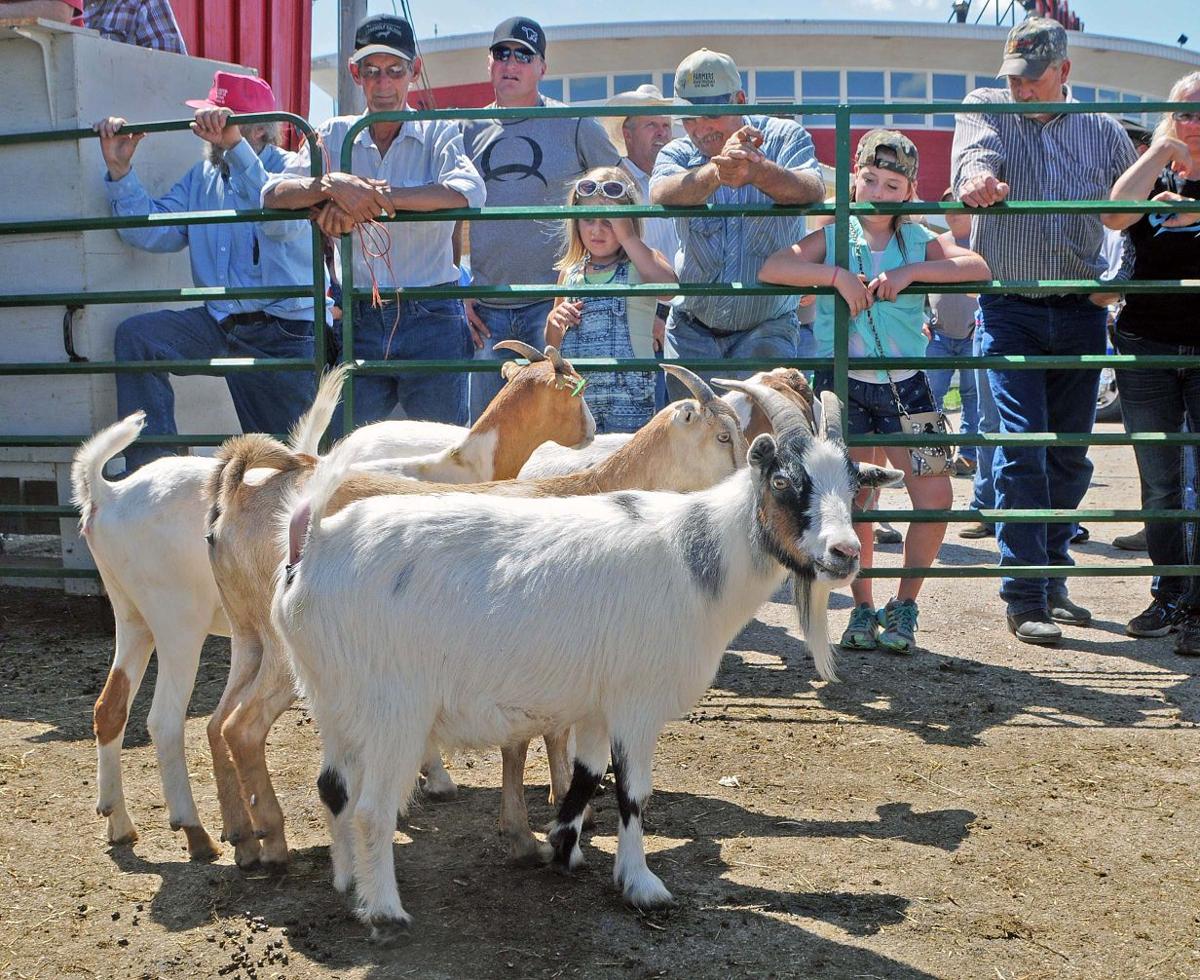Goat sale at Kist Livestock