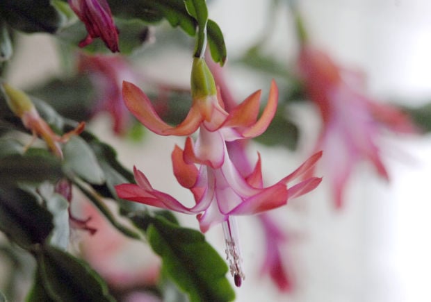 111-year-old Christmas cactus