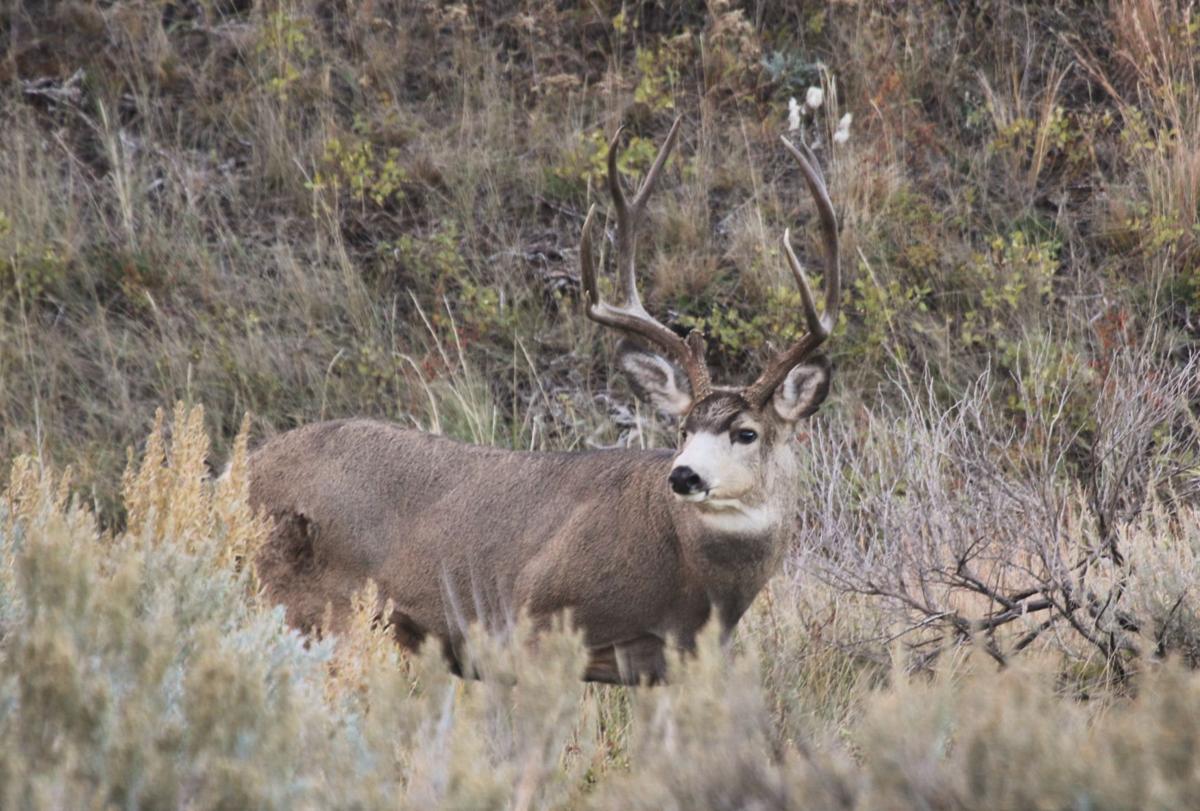 Mule Deer Buck