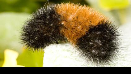 Look To Nature For Signs Of A Harsh Winter Farmers Almanac