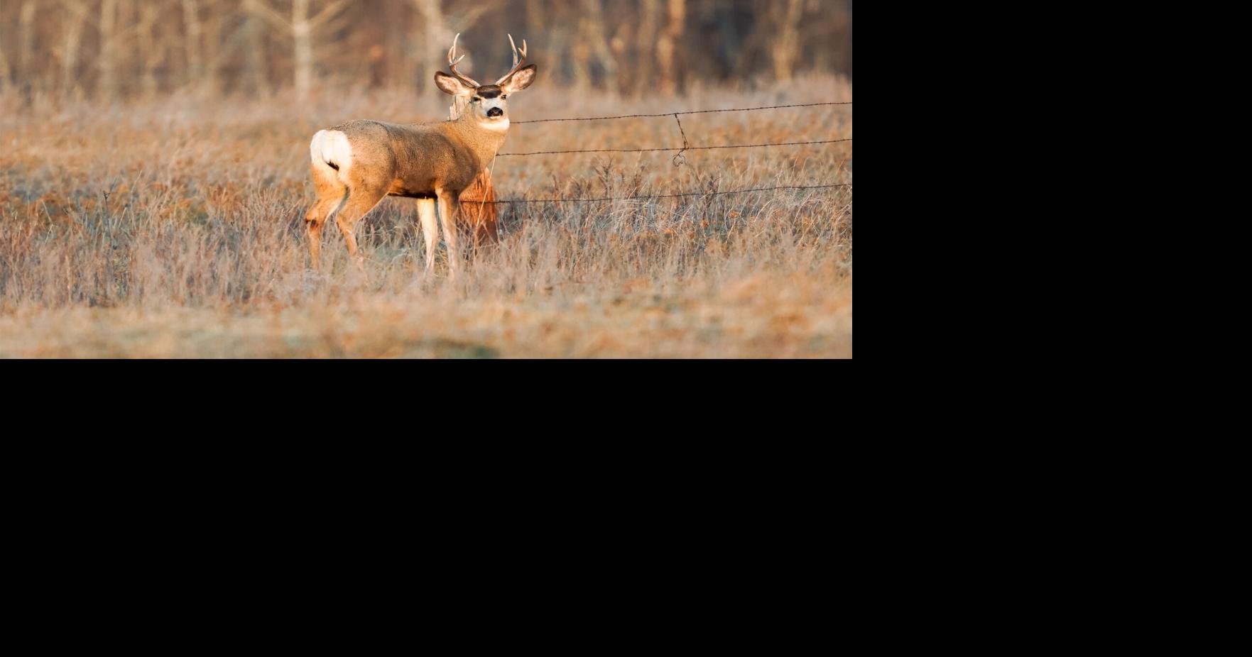 What North Dakota hunters should know about CWD