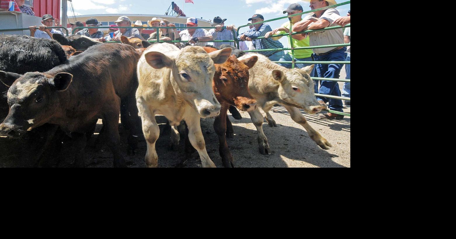 Goat sale at Kist Livestock