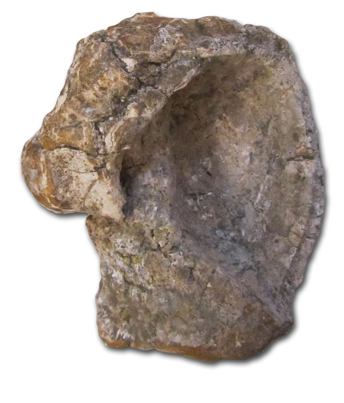 pembina gorge fossil dig