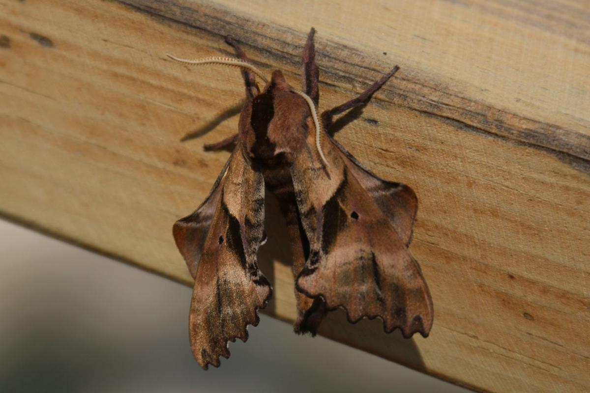 A Moth