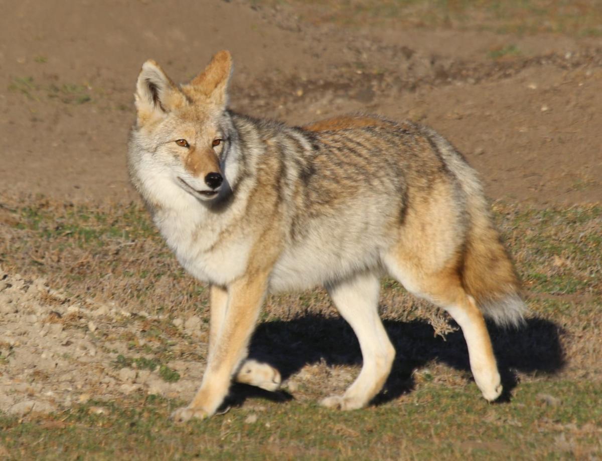 Coyote Up Close