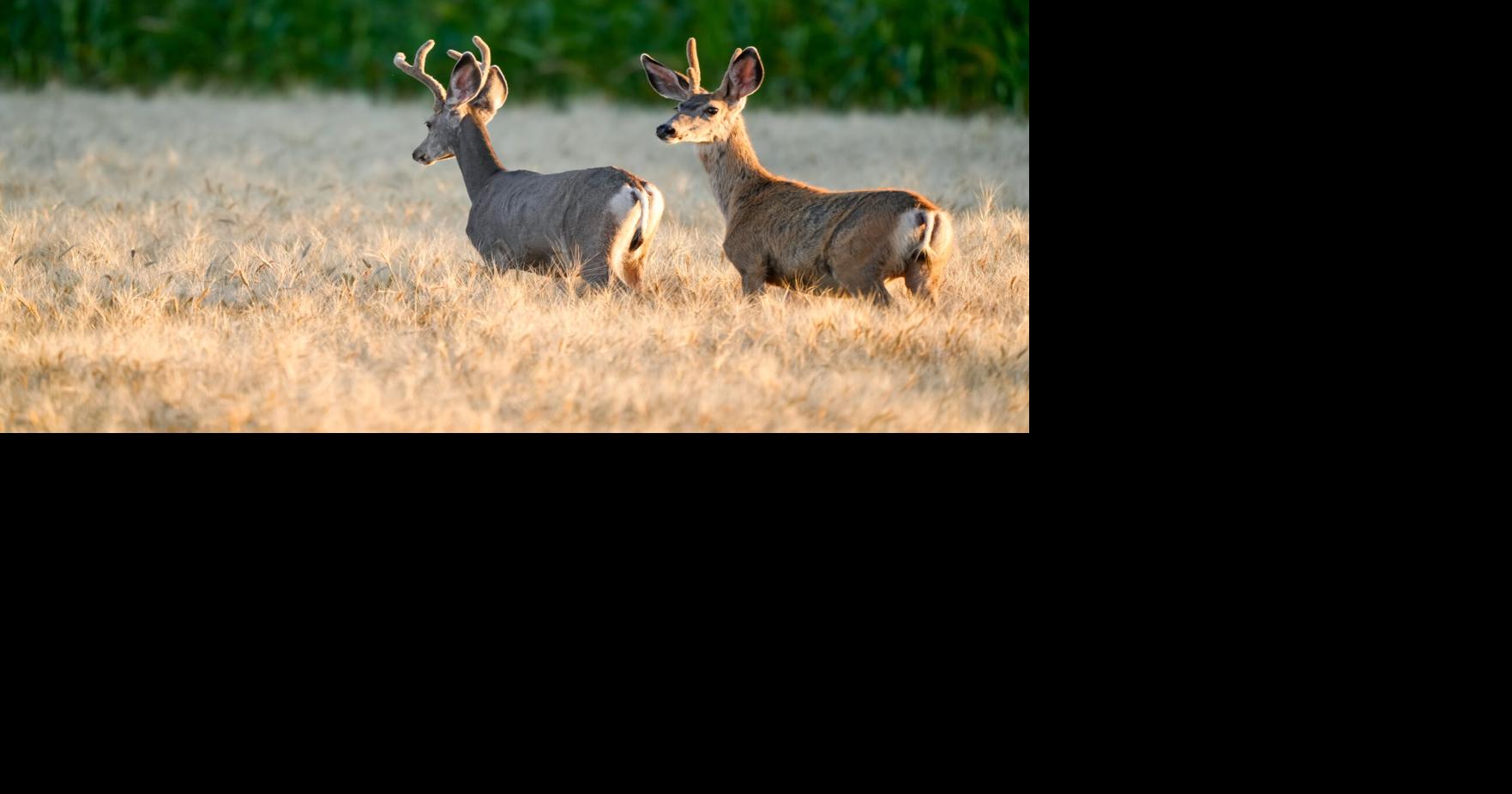 Doug Leier: Conserving healthy deer populations in North Dakota