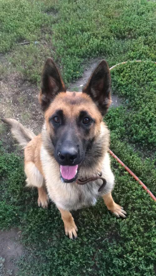 Bismarck Police To Train New K 9 Dog Bismarck Bismarcktribune Com
