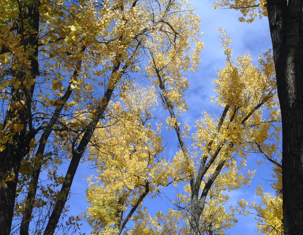 autumn-trail