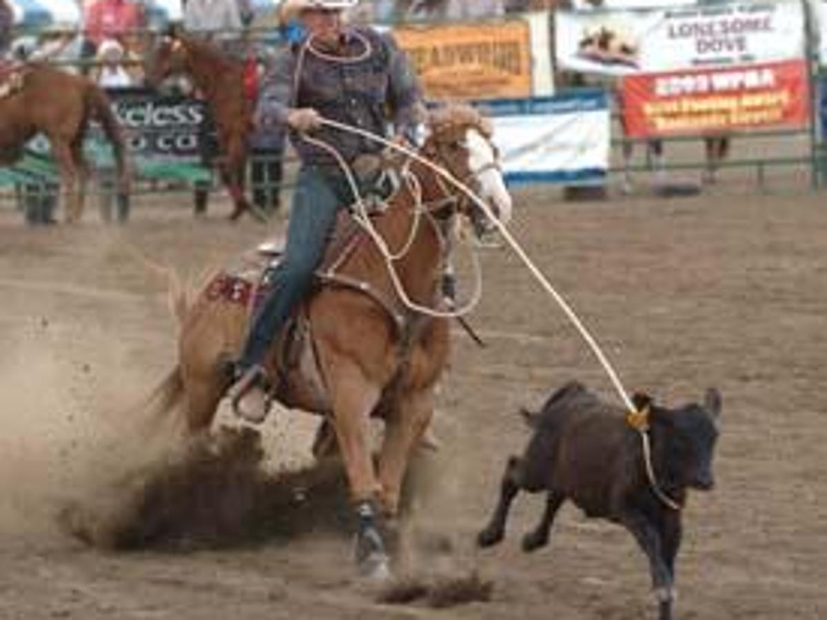 Tierney 71 barrel racer Rodeo Results
