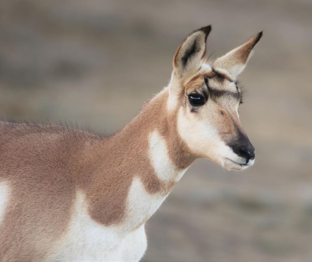 A Young Pronghorn