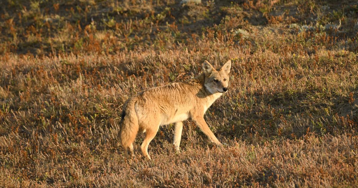 Coyote Catalog program activated in North Dakota