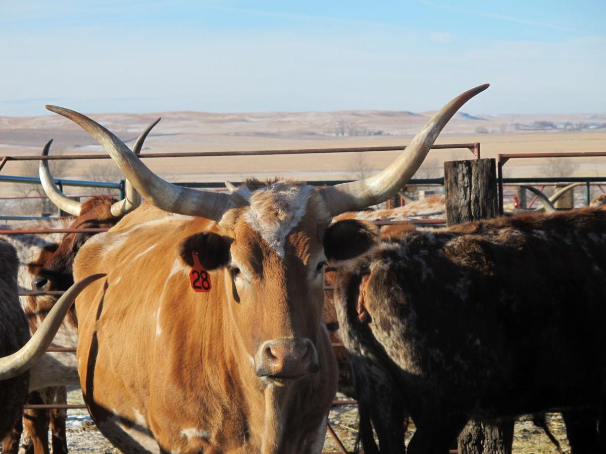 Buffalo auction draws buyers to Zap State & Regional