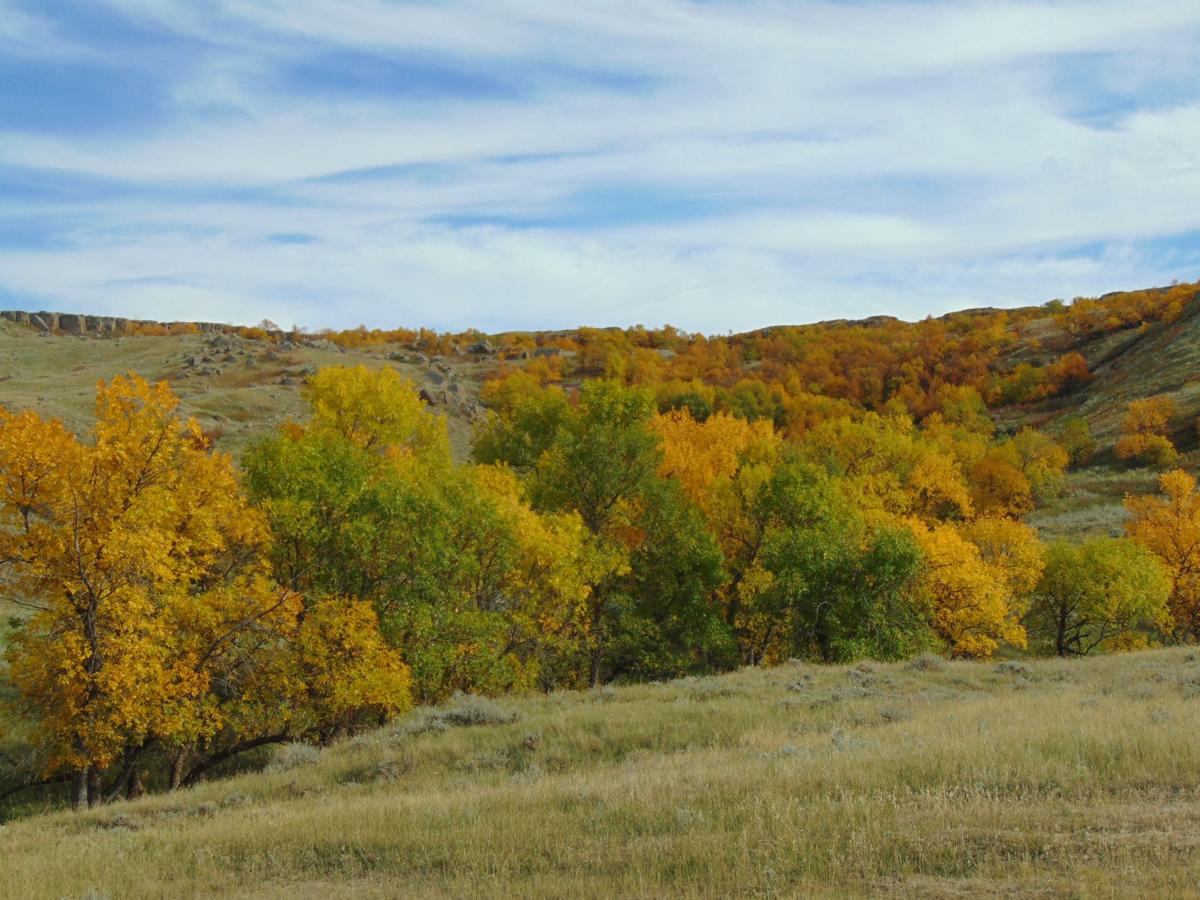 Fall Foliage
