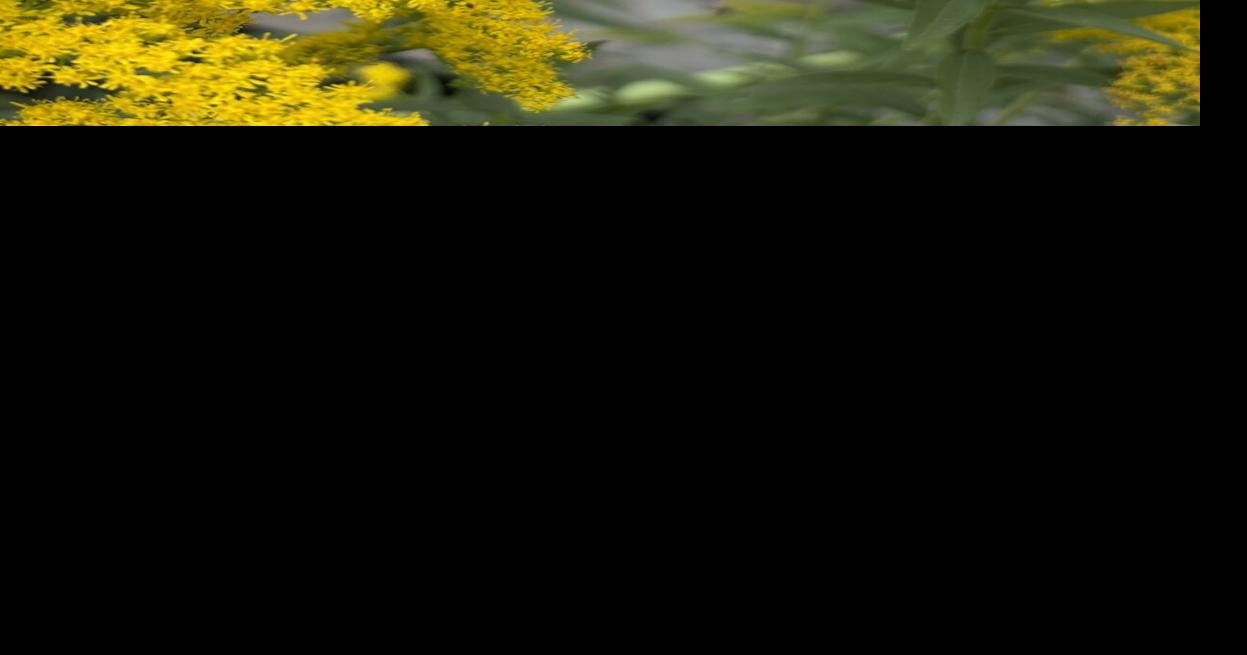 Goldenrod