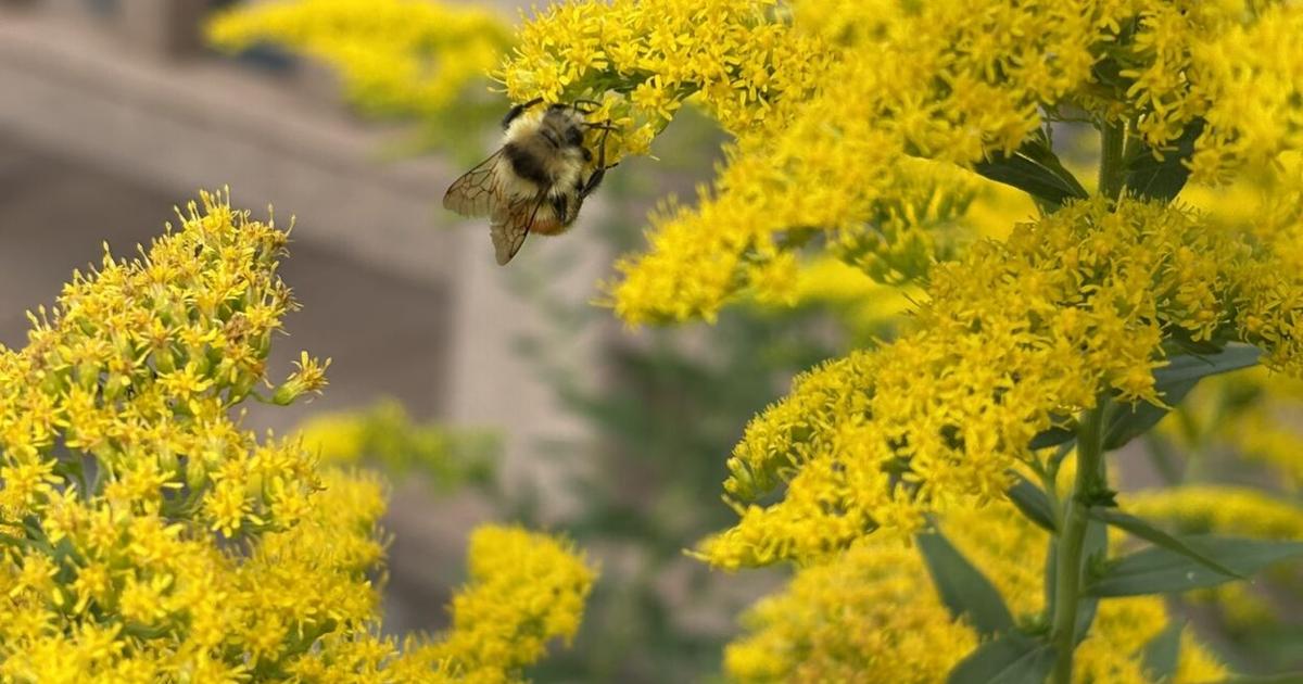Goldenrod