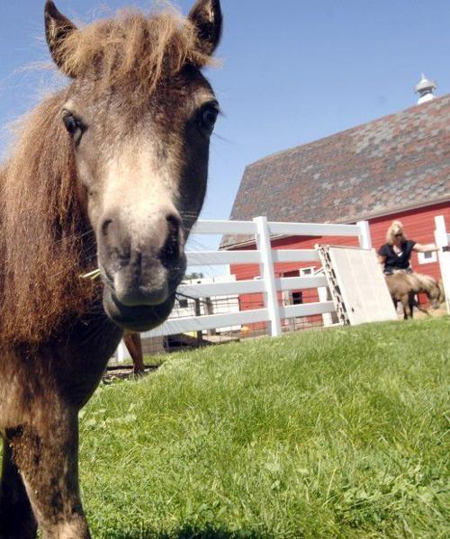 Miniature Horse