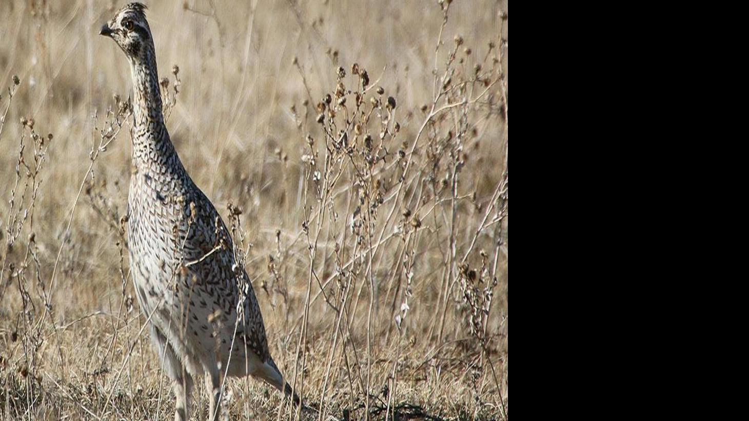 Season Opens Soon For Sharp Tailed And Ruffed Grouse State Regional Bismarcktribune Com
