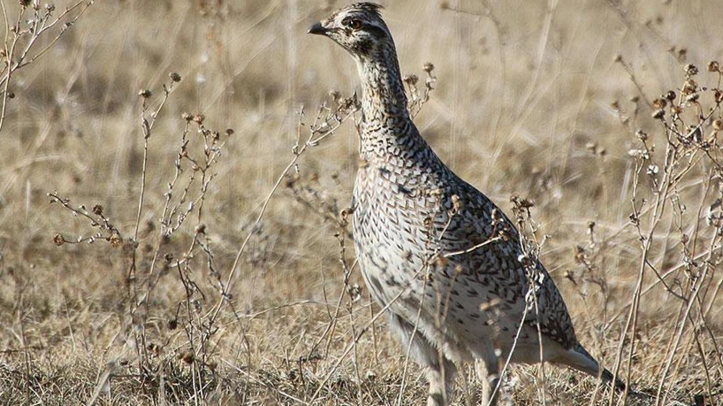 Season Opens Soon For Sharp Tailed And Ruffed Grouse State Regional Bismarcktribune Com