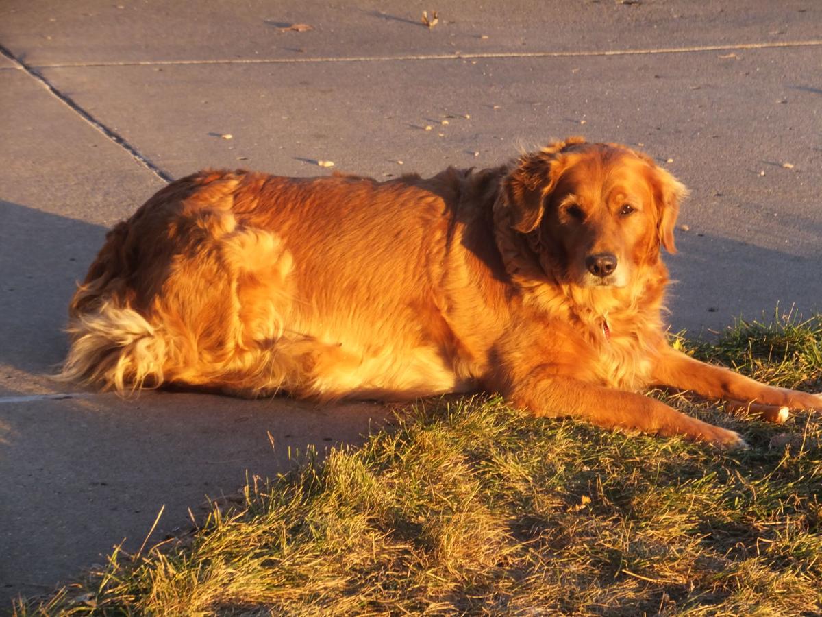 ABBIE is A PRETTY DOG
