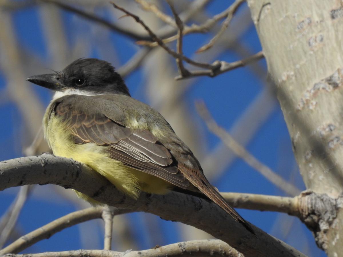 Thick-billed kingbird