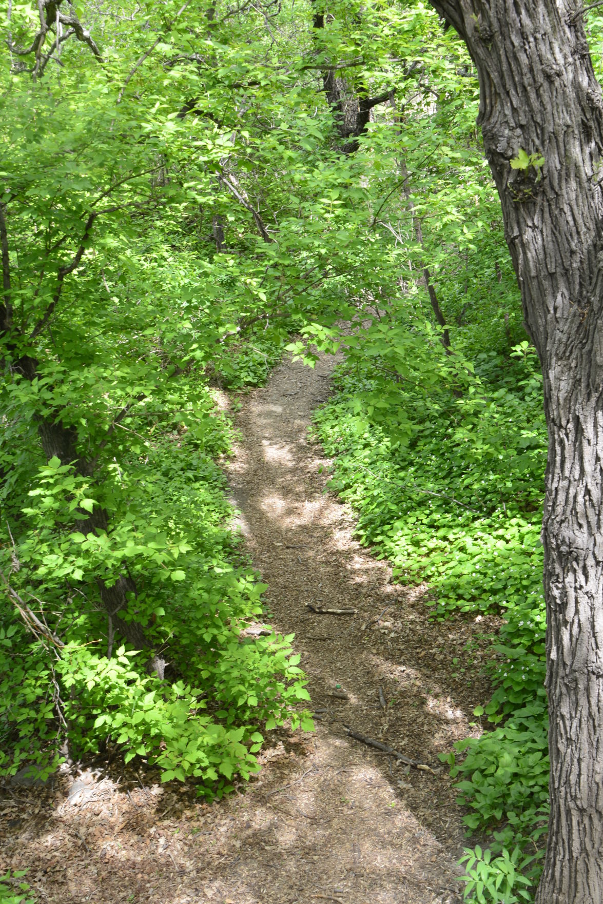 Secret Garden