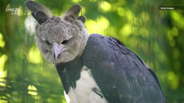 Humans in costume? These harpy eagles are super tall