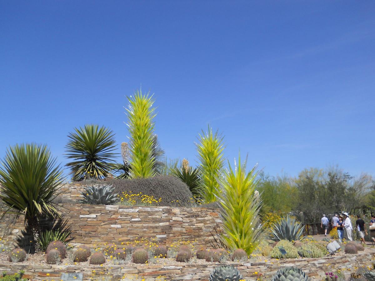 Desert Botanical Garden very amazing Dale Chihuly glass art.