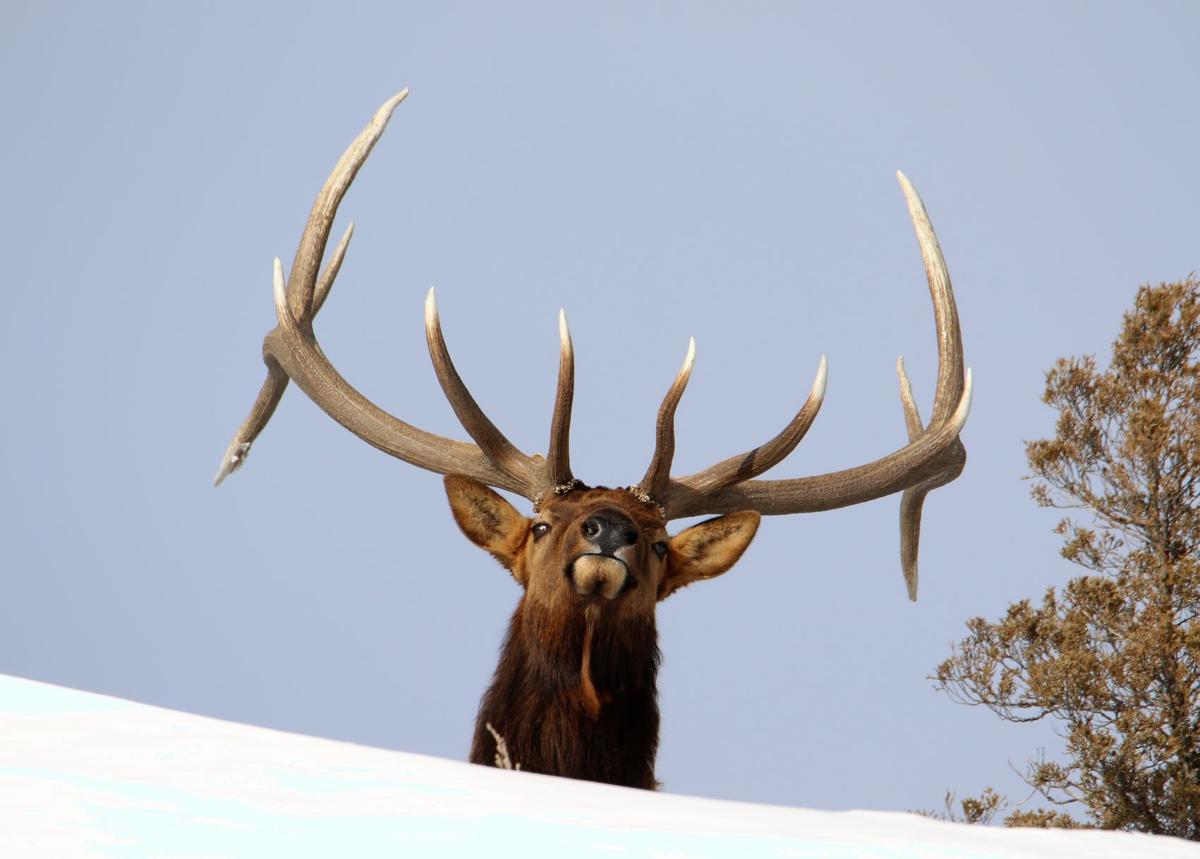 Bull Elk