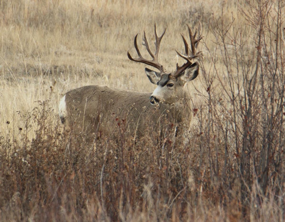 Trophy Mule Deer Buck