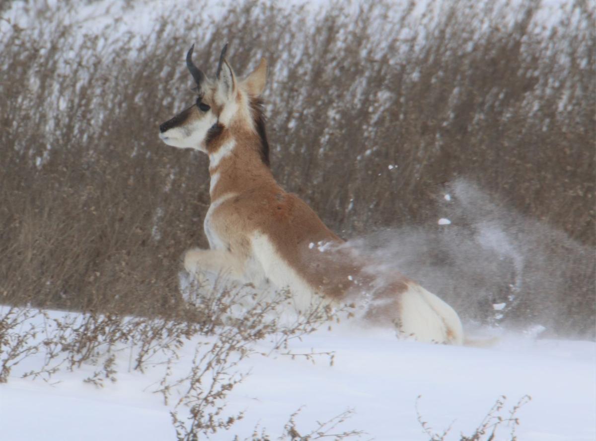 The Snow is Deep