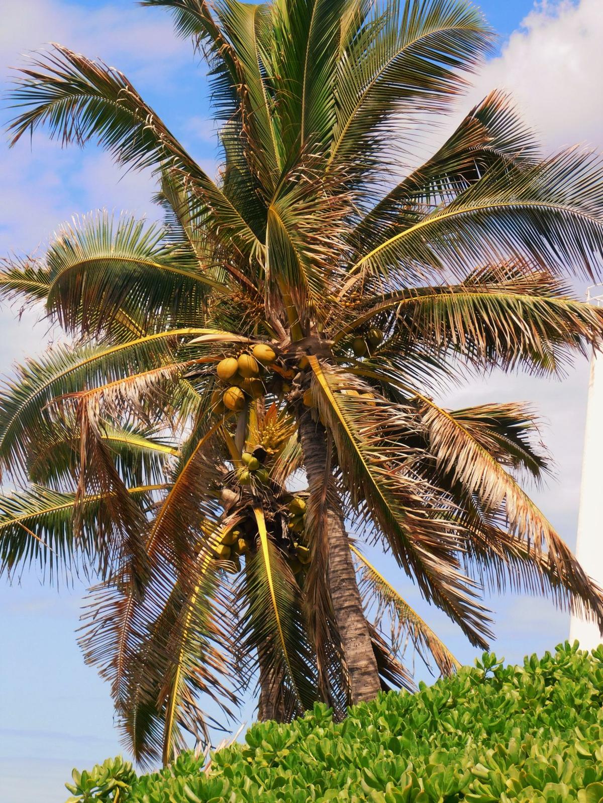 Palm tree and coconuts