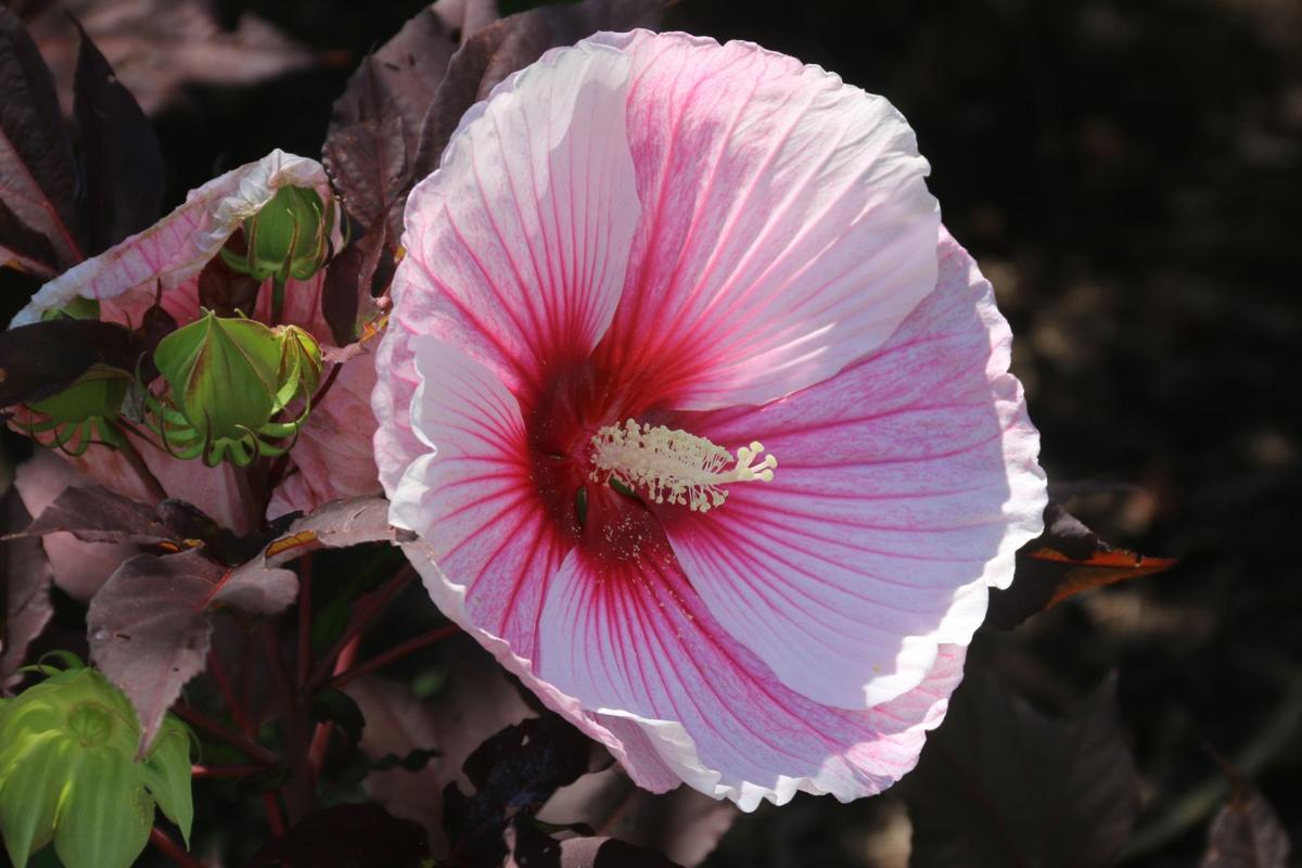 White and Pink