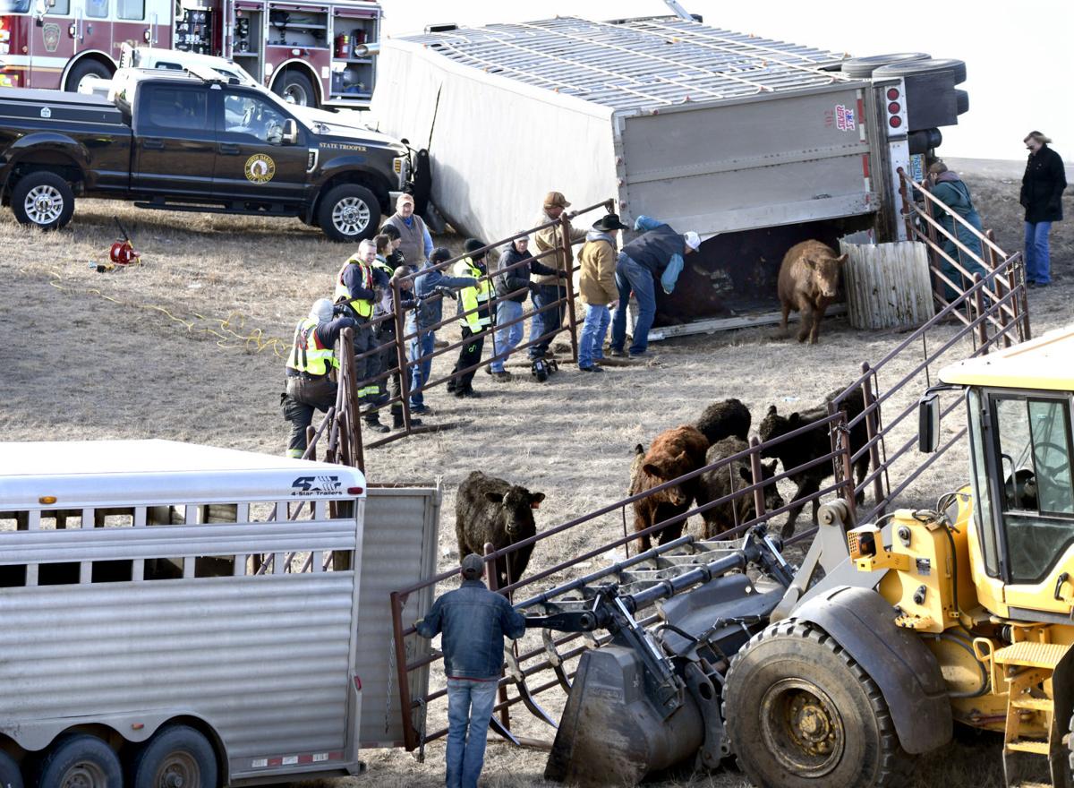 022621-nws-cattle-accident