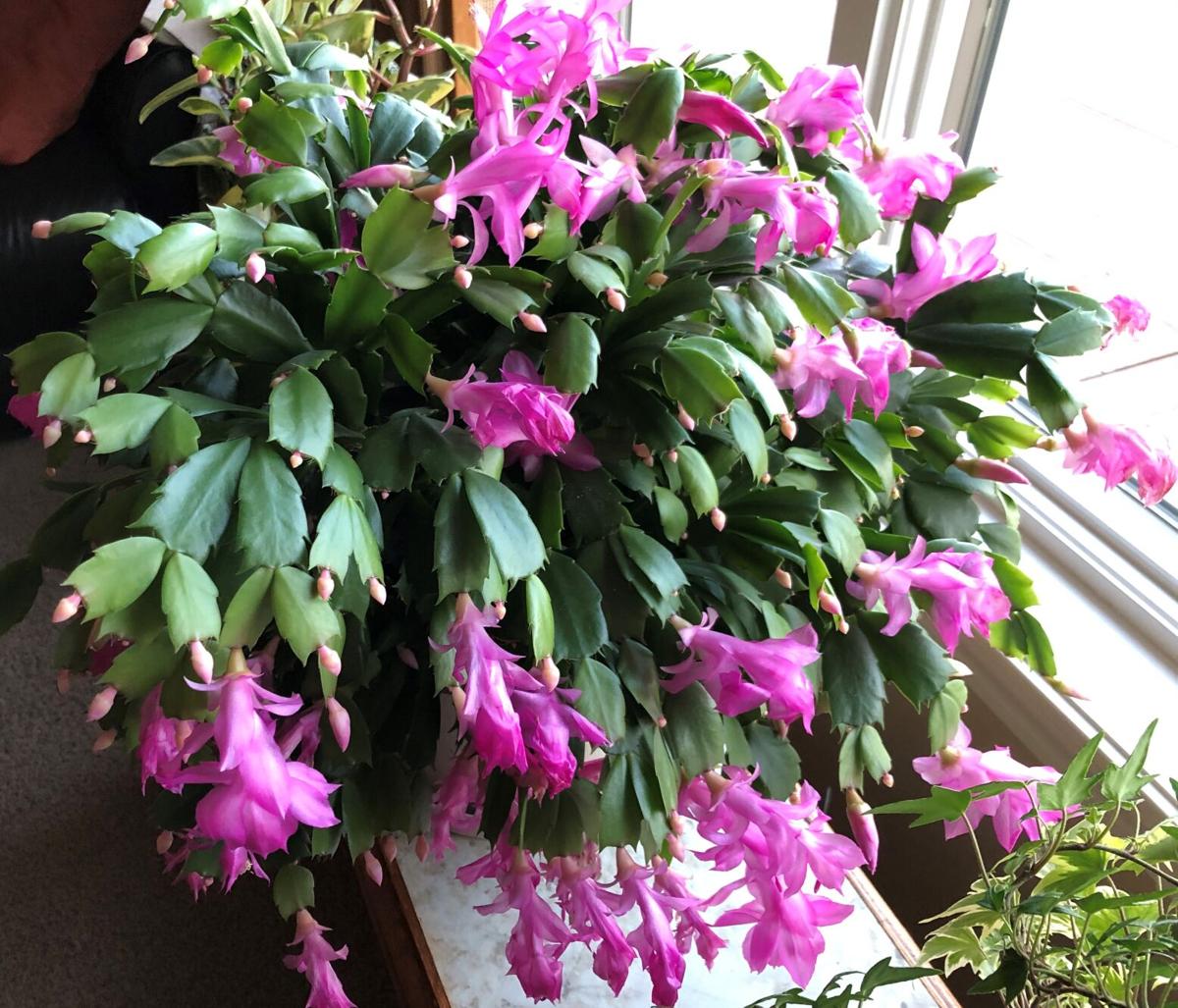 Dakota Gardener Don’t treat a Christmas cactus like a cactus
