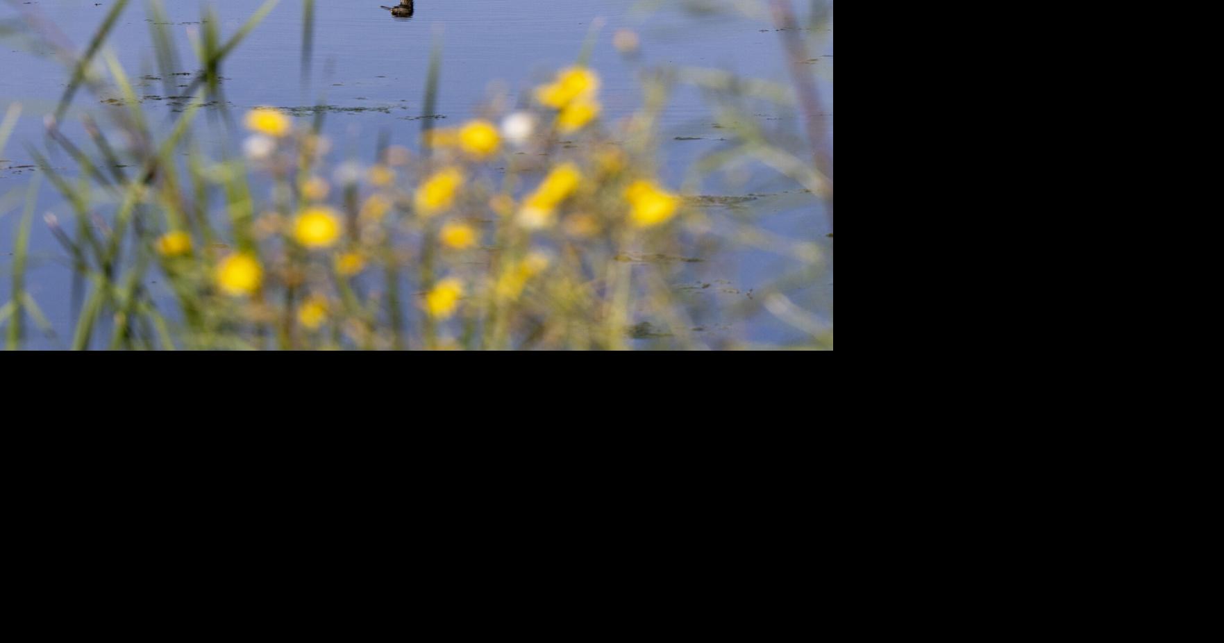 Duck brood numbers up significantly in North Dakota; American marten trapping allowed in ND