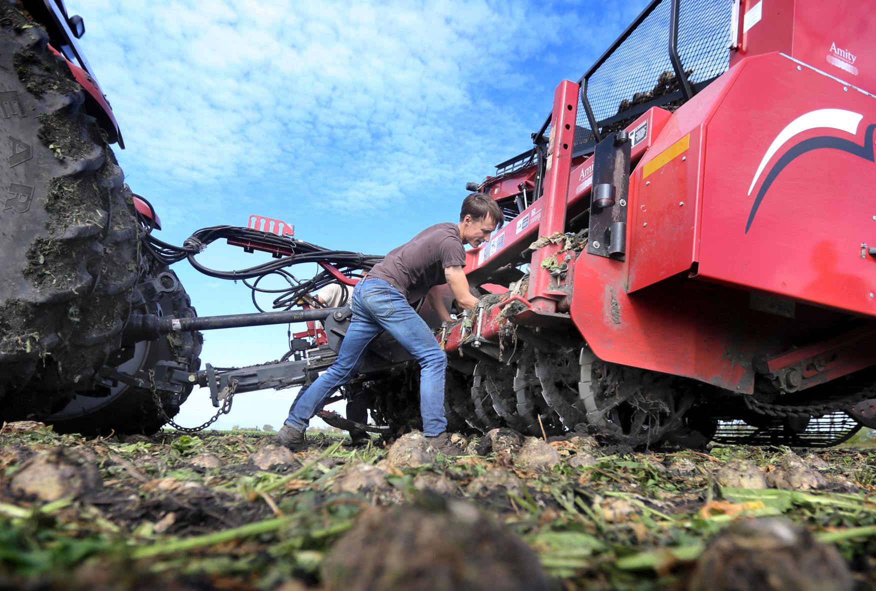 Good Harvest Yields sugar content look good as beet harvest kicks off 