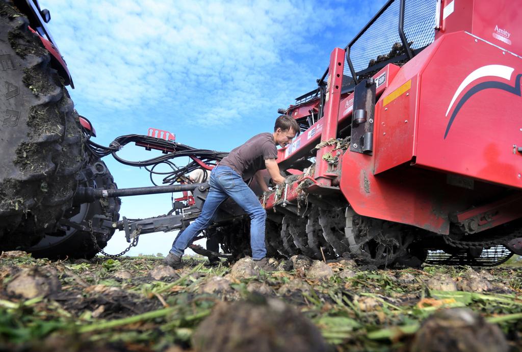 Yields Sugar Content Look Good As Beet Harvest Kicks Off In Red River Valley State Regional Bismarcktribune Com
