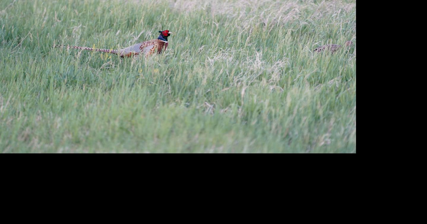 North Dakota pheasant season opens