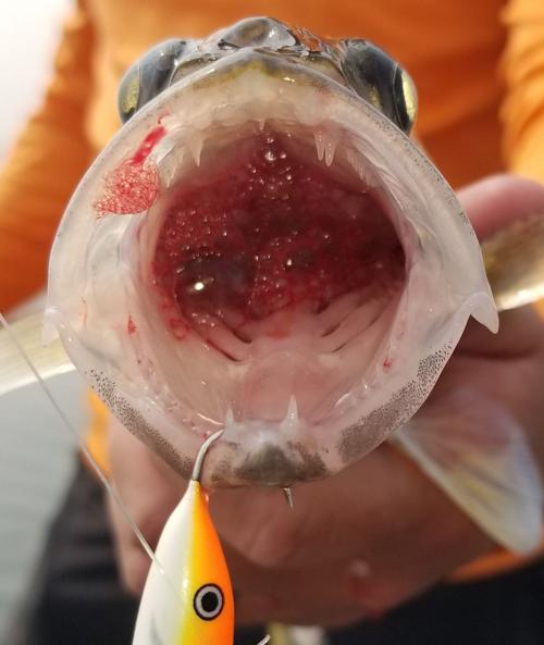 leierfish.jpg
