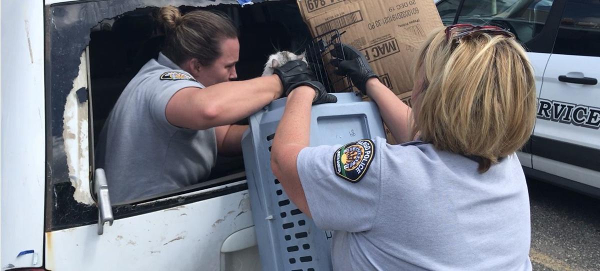 Fargo Police Remove About 30 Cats From Minivan On 80 Degree Day