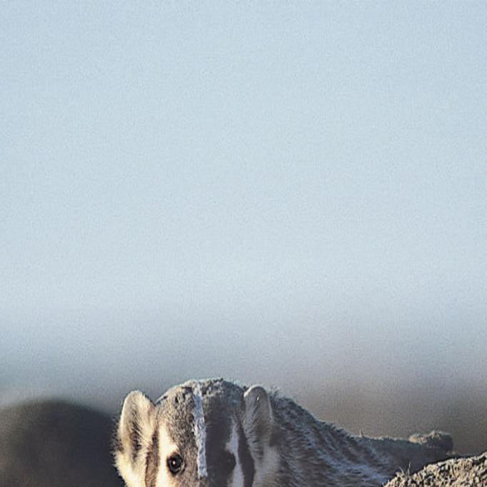 Golden Eagle Vs The Fox